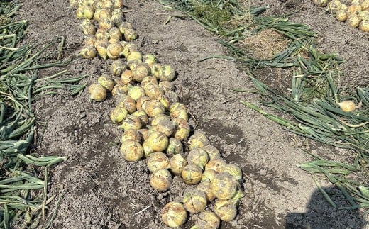 【先行予約】【訳あり】たなか農産の柳川産玉ねぎ 約5kg