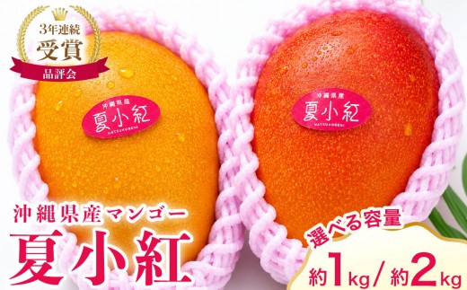 
                  【内容量が選べる】2026年 先行予約 マンゴー 夏小紅 約1～2kg (2～6玉) ますみ農園 甘味 スッキリ 果物 フルーツ
                