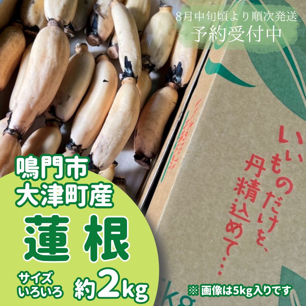 【ふるさと納税】【予約受付中・2025年8月中旬頃より順次発送】【訳あり】鳴門市大津町産 蓮根（不揃い） 約2kg【数量限定】｜シャキシャキ 柔らか もちもち 天ぷら きんぴら