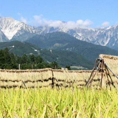 ふるさと納税 白馬村 【毎月定期便】長野県白馬村産ミルキークイーン 精米 10kg全2回 |  | 02