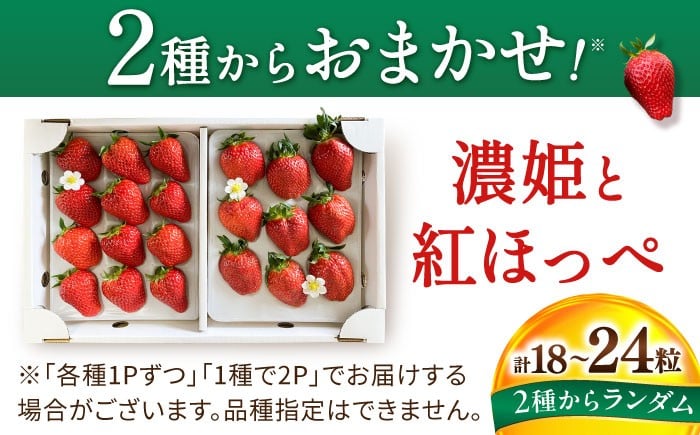いちご イチゴ 苺 ストロベリー 果物 果実 フルーツ くだもの 岐阜県産 国産