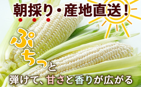 2026年夏発送 白いとうもろこし ピュアホワイト L～2L 13本