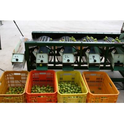 ふるさと納税 紀美野町 【梅干・梅酒用等】紀州和歌山の熟南高梅(3Lまたは2L-2kg) 6月中旬から順次発送 |  | 03