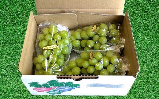 【2026年発送】 開田ぶどう園 シャインマスカット 2kg （茨城県共通返礼品・石岡市産） ／ シャインマスカット ぶどう 葡萄 ブドウ 果物 フルーツ