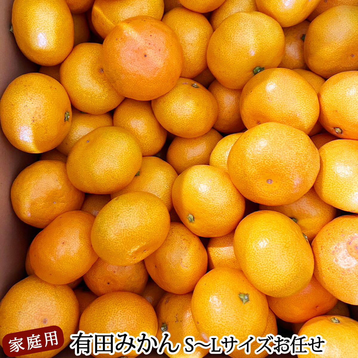 DZ6201_01_【2027年1月発送】ご家庭用 有田みかん 和歌山 S～Lサイズ 大きさお任せ 約10kg_イメージ4