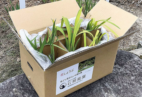 石照庭園　花しょうぶ　花菖蒲（アイリス）品種見計らい6株