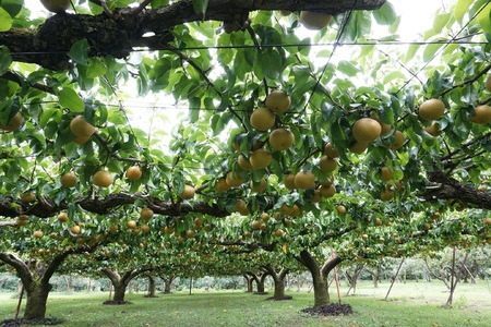 【南信州産】 あきづき 秀品約5kg（8玉～16玉）＜9月中旬から順次発送＞