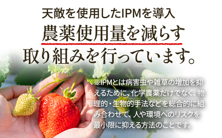 いちご あまおう 博多あまおう 暖家の冷凍いちご 苺 フルーツ 果物 くだもの 500g×2袋 1000g 1kg 冷凍あまおう 入賞 真空パック ヘタ処理済み IPM 福岡県 福岡 九州 グルメ お