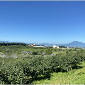 SevenApple木村農園から直送　樹上完熟さんふじ10kg_果物・フルーツ りんご  リンゴ 林檎_【1422346】
