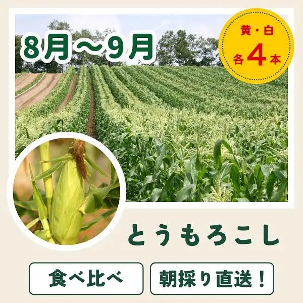 定期便 4回 美瑛野菜 【先行予約】 野菜