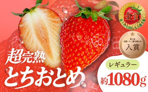 いちご 「茂木完熟いちご」いちご選手権入賞 とちおとめ レギュラーサイズ 約270g×4パック 合計 約1080g【2月以降発送】| いちご イチゴ 苺  とちおとめ ストロベリー 完熟 甘い あまい 第１回いちご選手権入賞  果物 フルーツ くだもの 旬 産地直送 栃木県産 美土里農園 栃木県 茂木町