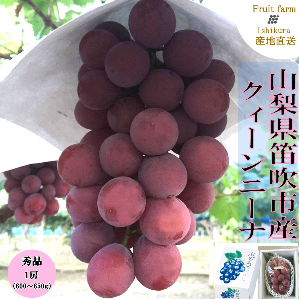 【ふるさと納税】【2026年発送★先行予約】笛吹市産 クィーンニーナ 1房　贈答　石倉ファーム ふるさと納税 ぶどう シャインマスカット クィーンニーナ 笛吹市 国産 人気 期間限定 果物 フルーツ 旬 山梨県 送料無料 241-007
