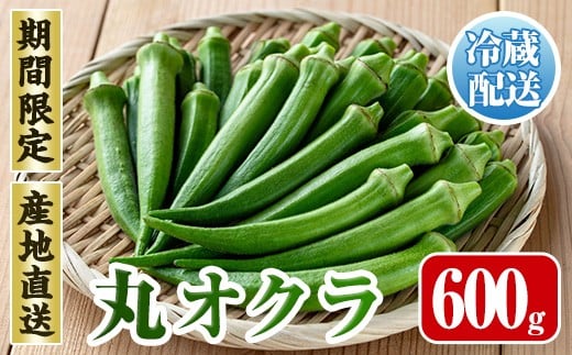 i1215-A ≪先行予約受付中！2026年7月下旬～10月下旬の間に発送予定≫いずみ産 丸オクラ(600g) オクラ 丸オクラ おくら 野菜 夏野菜 サラダ おひたし 天ぷら 炒め物 【イーサイドライン】