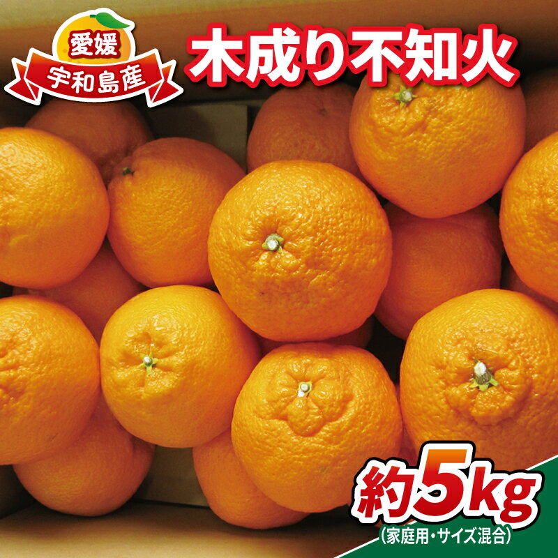 【ふるさと納税】 不知火 木成り 5kg サイズ混合 家庭用 南四国ファーム 先行予約 不揃い mikan しらぬい 木成りみかん 高級 品種 果物 くだもの フルーツ 柑橘 みかん 蜜柑 愛媛みかん 愛媛蜜柑 愛媛ミカン 数量限定 産地直送 農家直送 国産 愛媛 宇和島 B013-035005