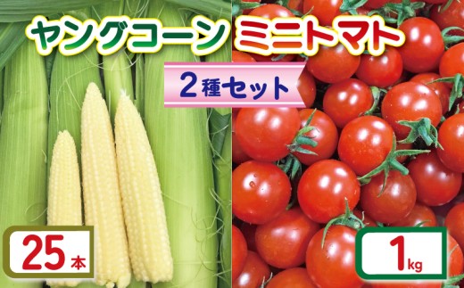 ヤングコーン 25本 ミニトマト (2種) セット 約 1kg 品種おまかせ とまと トマト ミニトマト みにとまと 完熟 期間限定 プチ プチトマト 野菜 サラダ お弁当 産地直送 新鮮 国産 千葉県産 おまかせ お楽しみ 詰め合わせ 千葉県 旭市 Sai10faRM stf004