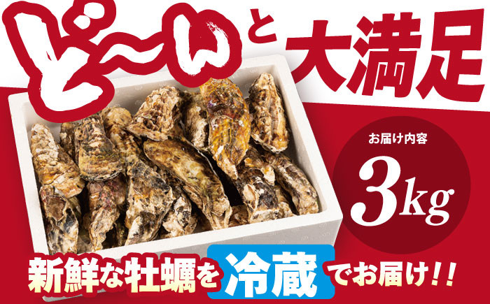 うず潮 カキ 3kg ナイフ付き