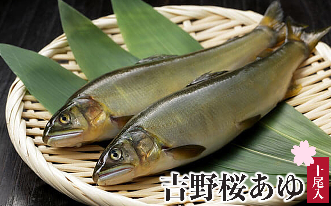 
            吉野桜あゆ（新鮮抜群！活〆鮎）10尾入
          