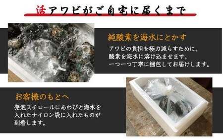 鮑 アワビ あわび 人気 ふるさと納税 冷蔵 極上！紀州蝦夷鮑×12個　五つ星旅館にも出荷される極上アワビ【riz112】