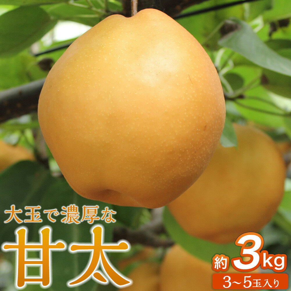 【ふるさと納税】梨「甘太」約3kg（3～5玉入）10月中旬～順次発送【松崎果樹園】 | フルーツ 果物 くだもの 食品 人気 おすすめ