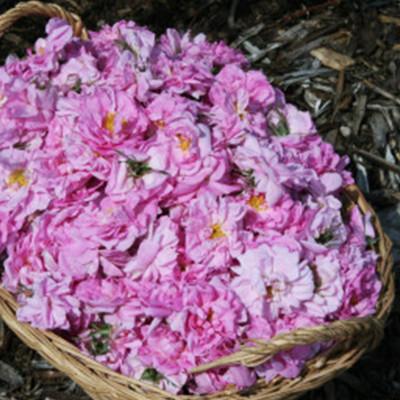 ふるさと納税 下仁田町 国産 有機 ダマスクローズウォーター(清涼飲料水)50ml×1本　F21K-411 |  | 02