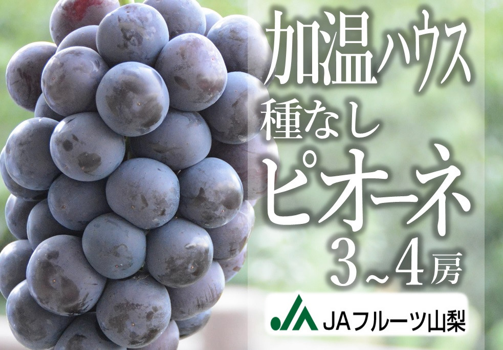 
            JAフルーツ山梨 甲州市産ハウス種なしピオーネ3～4房【80】【2025年発送】C-106
          