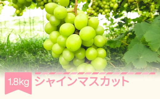 
            【先行予約】 2025年産 シャインマスカット 約1.8kg 山形県産 フルーツ 果物 くだもの ぶどう 葡萄 ブドウ fh-busmx1800
          