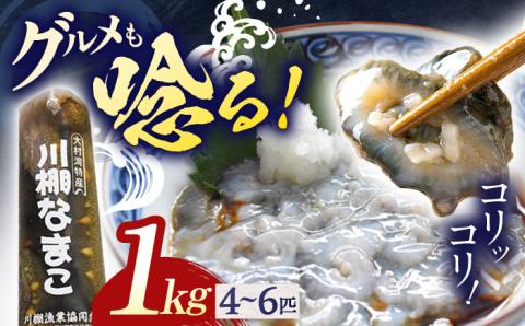 川棚 生 なまこ 約1kg 【森水産】[OAI001] / 大村湾で採れる 高級 新鮮 ナマコ 魚介 おつまみ なまこ 正月