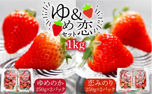 いちご ゆめのか 恋みのり いちご 計1kg（250g×4パック） いちご 苺 イチゴ 食べ比べ 果物 フルーツ いちご 甘い ichigo strawberry イチゴ 生いちご 長崎県 壱岐市【蒼花】[JEO001]  お取り寄せいちご ゆめのか 甘い 赤い イチゴ 産地直送 こだわりいちご フレッシュ 贈答 くだもの 旬 新鮮 いちご 春の味覚