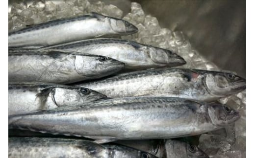 玄界灘でとれた極上の鯖を使用。
豊かな漁場から新鮮で活きの良い魚を仕入れております。