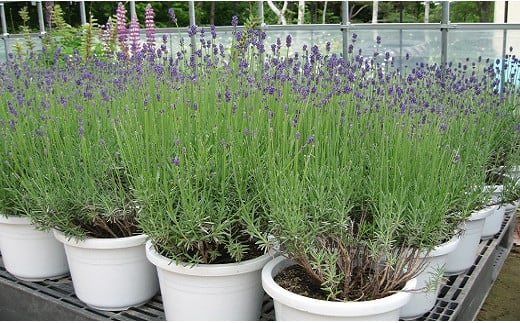 【2026年発送】ラベンダー鉢植えセット（鉢植え1鉢、ポプリ）