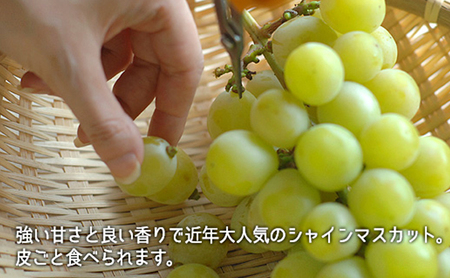 桃 ぶどう 2026年 白桃 晩生種 2玉 シャイン マスカット 1房 合計約1kg