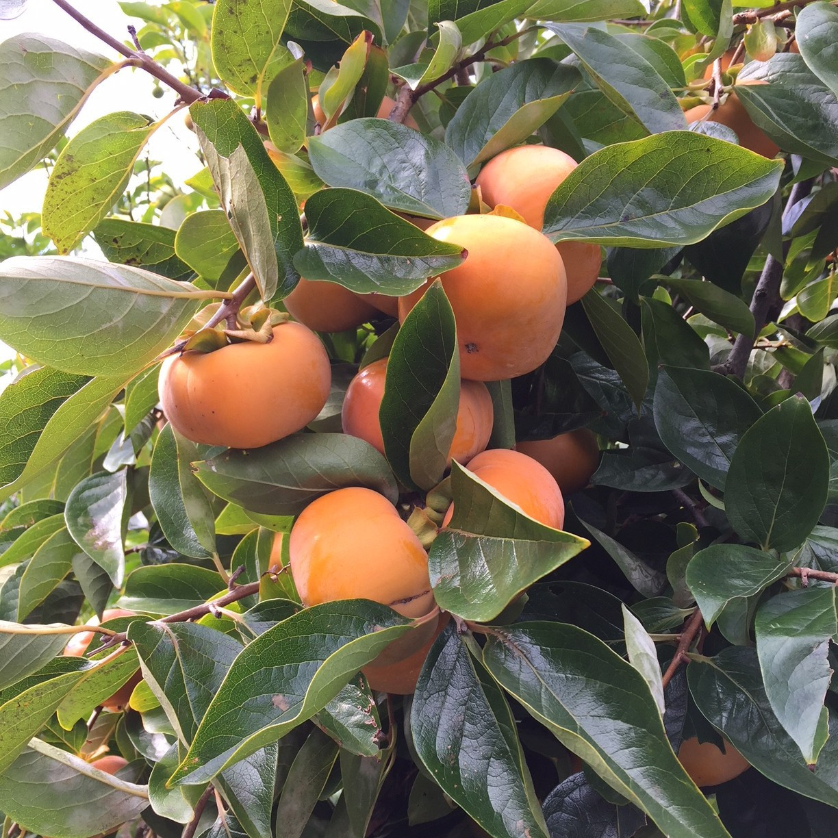 ［産地直送］和歌山県産 柿 約5kg 秀品［US68］