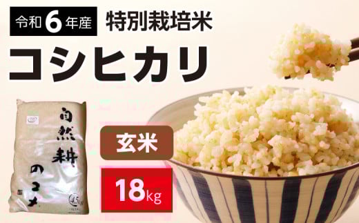 新米【令和六年産】特別栽培米コシヒカリ18.0kg（4.5kg×4袋）玄米 お米 ブランド米 ライス 炭水化物 ご飯 主食 食卓 おにぎり お弁当 ミネラル米 こしひかり ごはん こめ コメ 産地直送 国産 茨城県産 常総市 運動会 アウトドア キャンプ