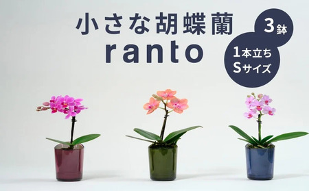 小さな 胡蝶蘭 1本立ち 鉢 付き 3鉢 ranto Sサイズ 【 胡蝶蘭 】