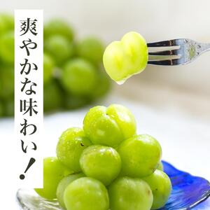 ぶどう 2026年 瀬戸 ジャイアンツ 2房（1房480g以上）約1kg 化粧箱入り ｜ ぶどう ぶどう