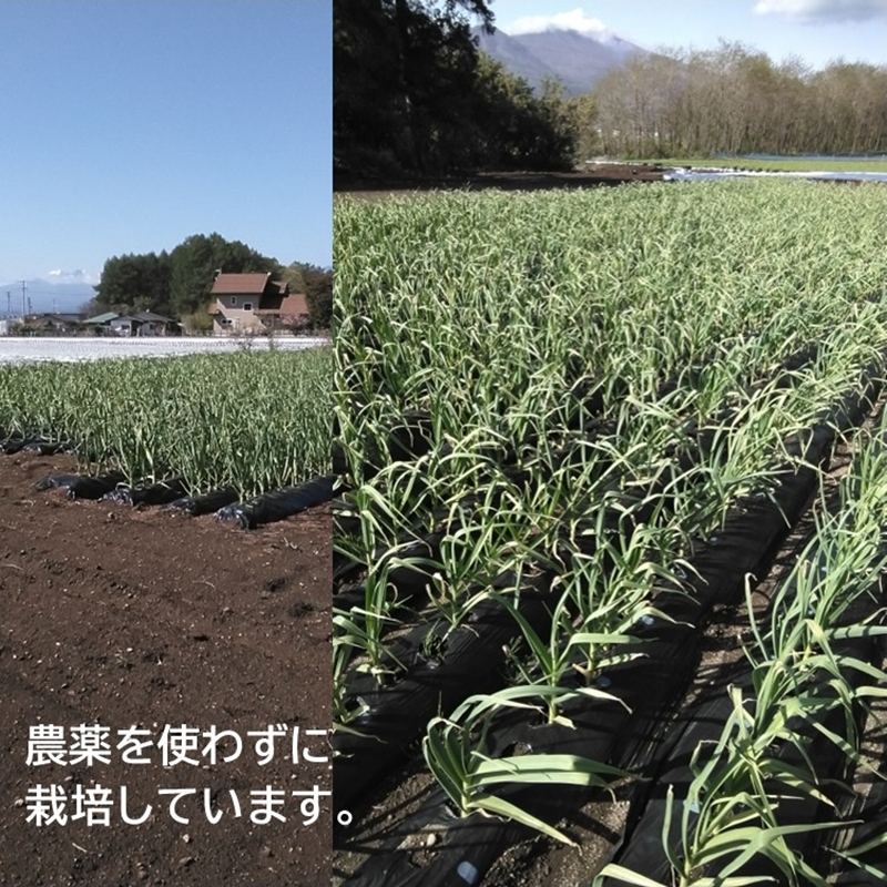 生ニンニク 10個 （直径5cm程度） （2026年7月～10月出荷／沖縄・離島は配送不可） にんにく　ガーリック　最高級ホワイト六片種　無農薬　長野県　佐久市　旬彩　国産　信州