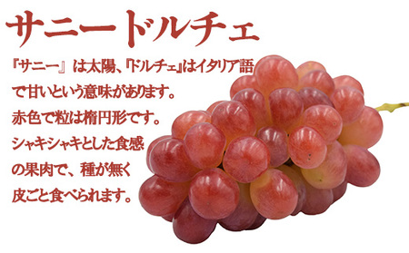 【数量限定】【2026年発送分 先行予約】【２回食べ比べ定期便・別送】シャインマスカット（２房）+サニードルチェ（２房）食べ比べ定期便（２回発送）　シャイン シャインマスカット フルーツ 果物 くだも
