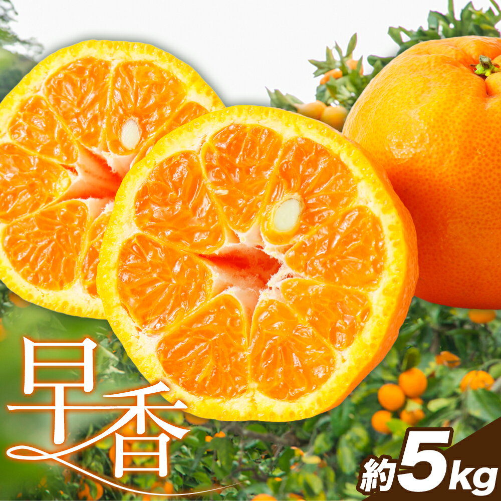 【ふるさと納税】みかん 早香 5kg 高橋商店《11月下旬-1月中旬頃出荷》熊本県 苓北町 柑橘 かんきつ 果物 フルーツ ポンカン 温州みかん 蜜柑