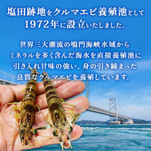 【予約受付中・8月頃より順次発送】活クルマエビ 250g　【活き発送】 ※説明文をご確認ください