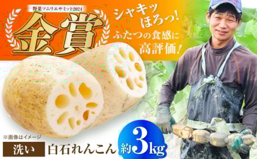 【野菜ソムリエサミット金賞】白石町産 絶品洗いれんこん約3kg【野中農園】 [IDC003]