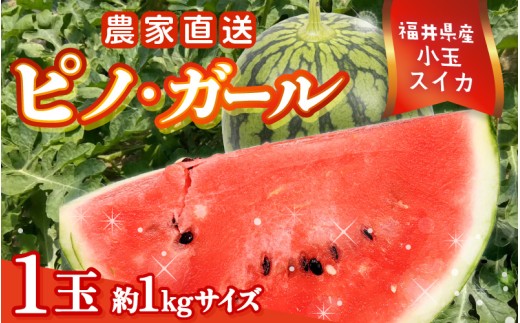 【先行予約】福井県産小玉スイカ ピノ・ガール農家直送 砂丘地栽培 約1kgサイズ 1玉【2026年7月中旬以降順次発送予定】 [A-21804]