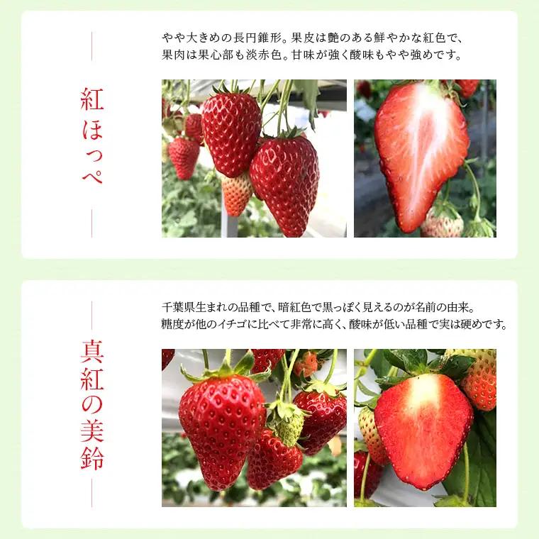 富津アクアファーム　冷凍完熟いちご 1kg　いちご フルーツ 果物 完熟 ストロベリー ベリー 冷凍 アクアファーム おすすめ 数量限定 章姫 紅ほっぺ 真紅の美鈴 おいCベリー かおり野 ヨーグルト
