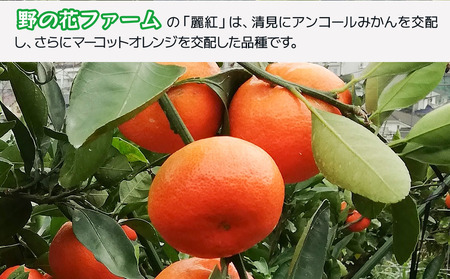 【先行予約・数量限定】野の花ファーム 訳あり 麗紅 3kg みかん ミカン オレンジ 蜜柑 フルーツ 旬 果物 くだもの 大分県産 九州産 津久見市 国産【tsu002802】