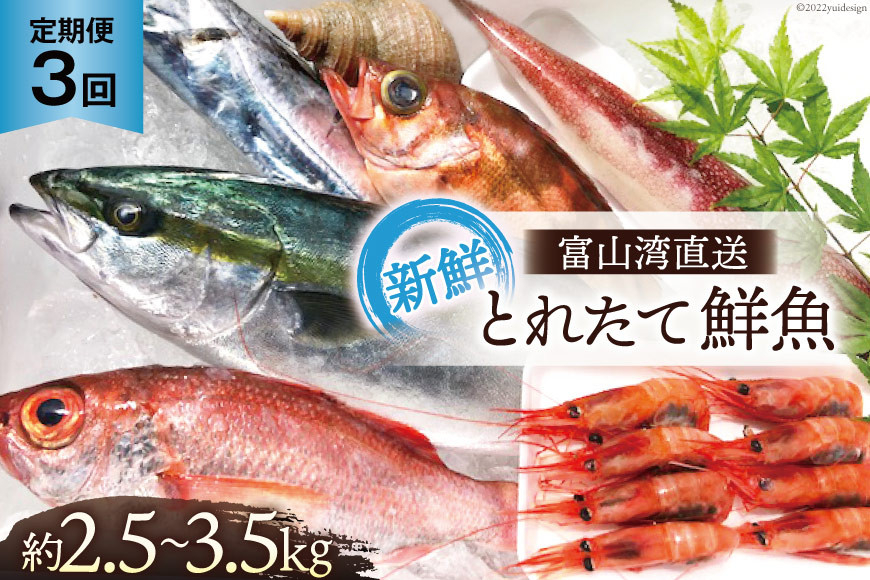 
[№5313-0009]定期便 魚 富山湾直送 とれたて鮮魚セット 約2.5～3.5kg×3回 旬 新鮮 鮮魚 詰め合わせ 産地直送 冷蔵 / くろべ漁業協同組合 魚の駅「生地」/ 富山県 黒部市
