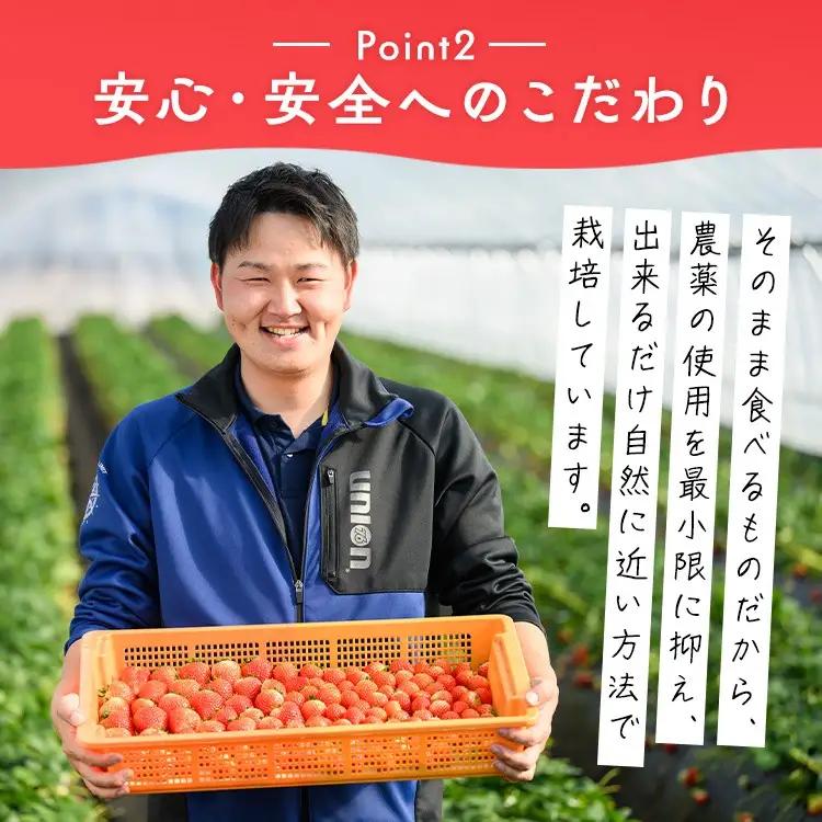 いちご（とちあいか） 290g×4パック 1.16kg以上 ｜  ※2026年11月～発送