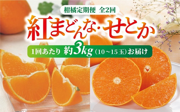 
            紅まどんな・せとか 青秀 定期便（全2回）【2026年12月から順次発送予定】 約3kg L～3L（15～10玉） 人気 数量限定 柑橘 伊予市 | D33
          