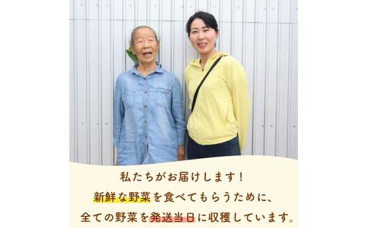 野菜 セット 6~7品目 以上 お野菜 季節 野菜 旬 新鮮 産地直送 詰め合わせ やさい おいしい 自然 セット 美味しい たっぷり 丸新柴本製茶 静岡県 牧之原市