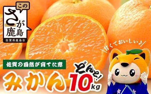 【先行予約】【発送は2026年9月中旬頃から1月中旬頃】佐賀県産みかん”約10kg（箱込み重量）｜【数量限定】混合サイズ｜濃縮旨み ｜ 国産 佐賀県産 ミカン 蜜柑 果物 フルーツ 送料無料  B-894
