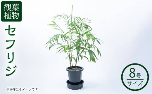 
【数量限定】観葉植物 セフリジ ８号サイズ b2-023
