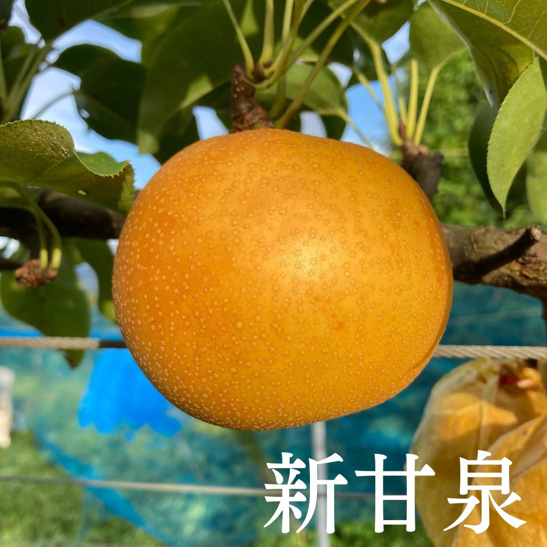 
            C064こばやし農園プレミアム新甘泉梨　3ｋｇ
          